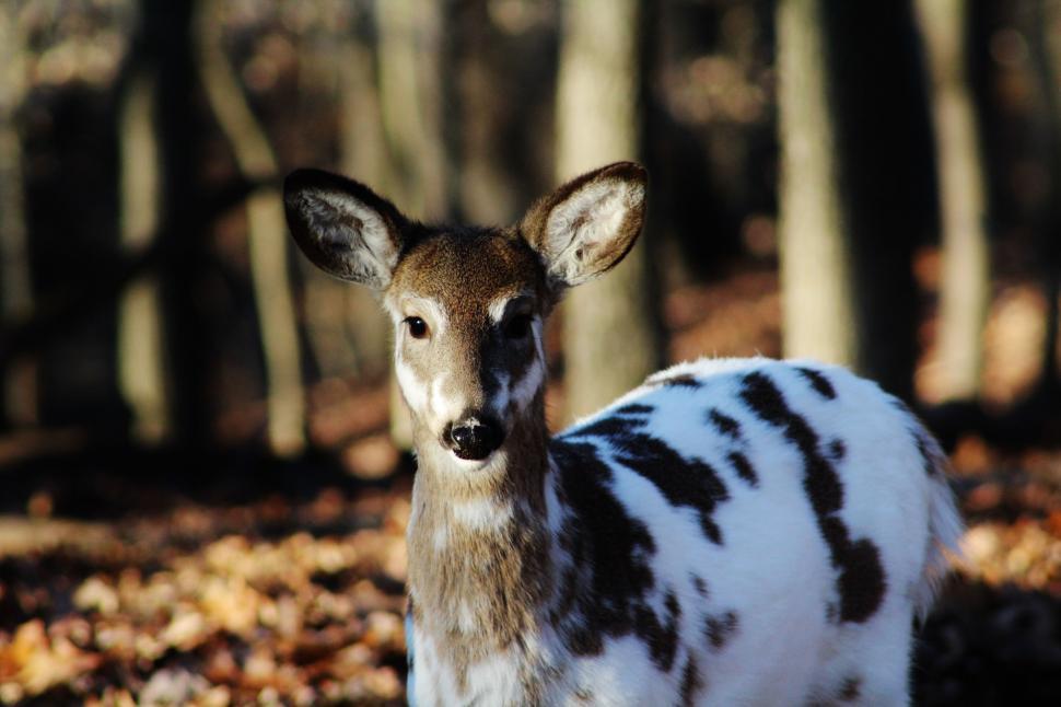 Free Image of Young Deer Standing in Wooded Area 