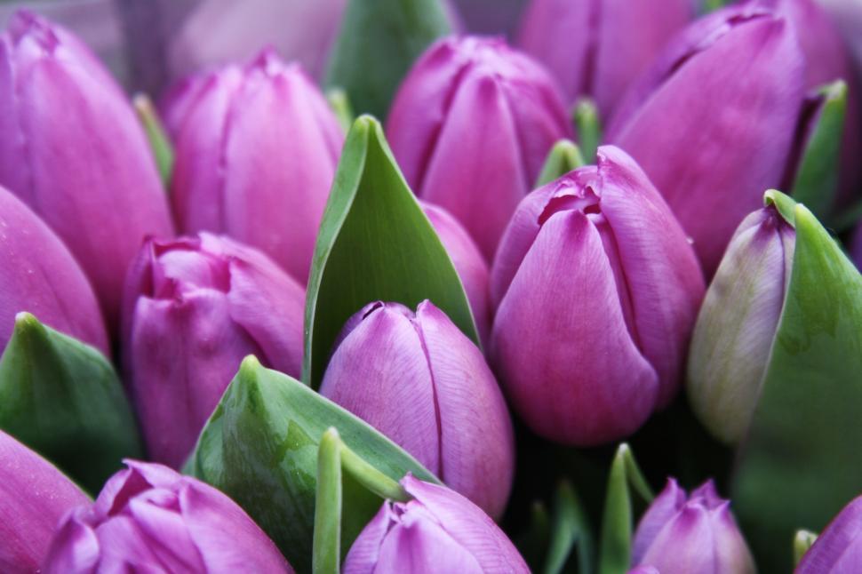 Free Image of Close-Up of a Bunch of Purple Tulips 