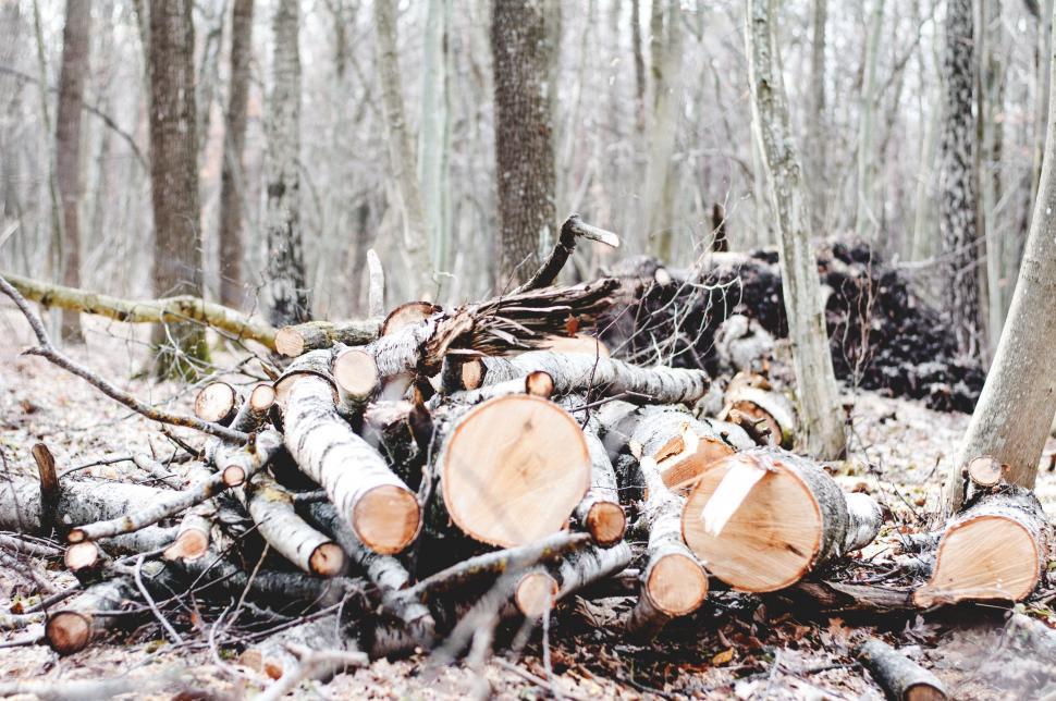 Free Image of Pile of Wood in Forest Clearing 