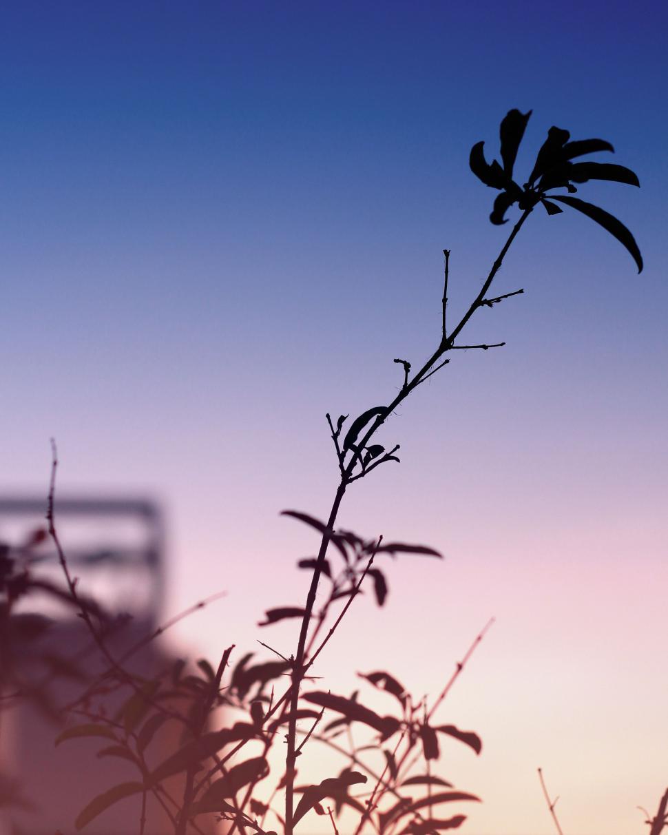 Free Image of Silhouette of Plant Against Purple and Blue Sky 