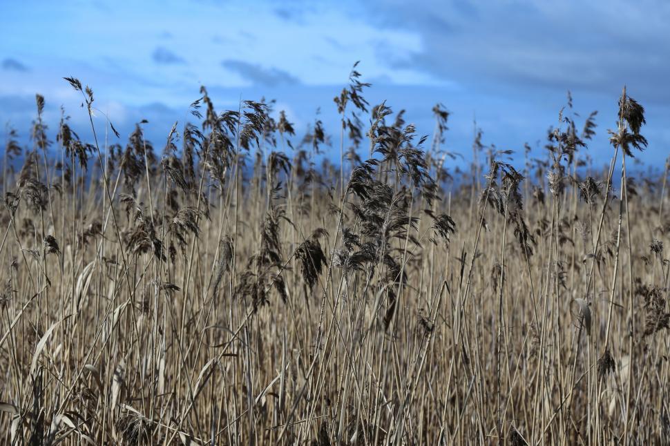Free Image of Field of Tall Grass With Blue Sky in Background 
