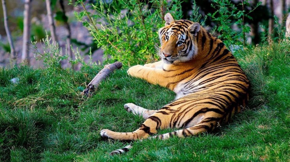 Free Image of Large Tiger Laying on Lush Green Field 