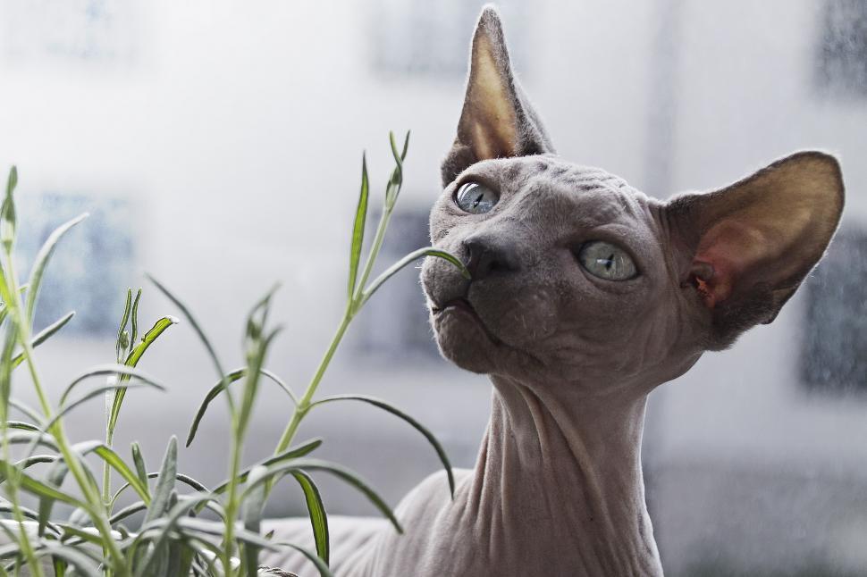 Free Image of Hairless Cat Gazing Up at Plant 