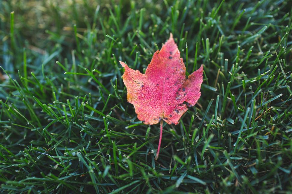 Free Image of Red Leaf on Lush Green Field 