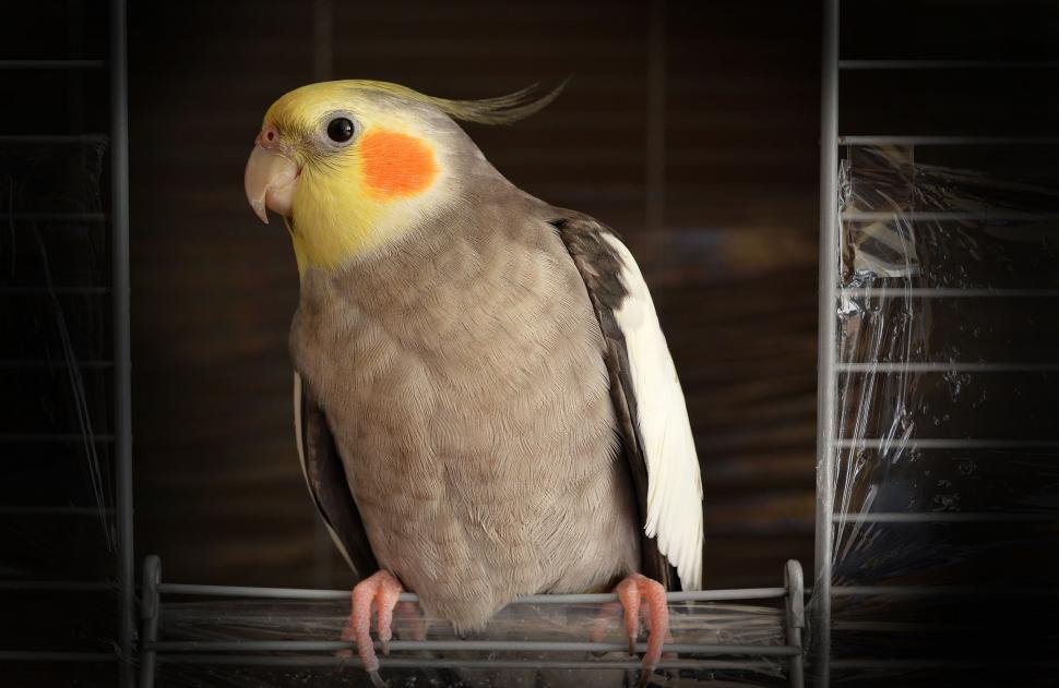 Free Image of Bird Perched on Cage in Indoor Setting 