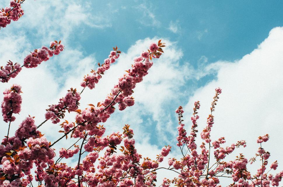 Free Image of Pink Flowers in Bloom on Tree Branches 