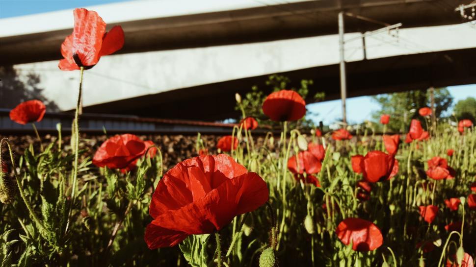Free Image of Field of Red Flowers With Bridge in Background 