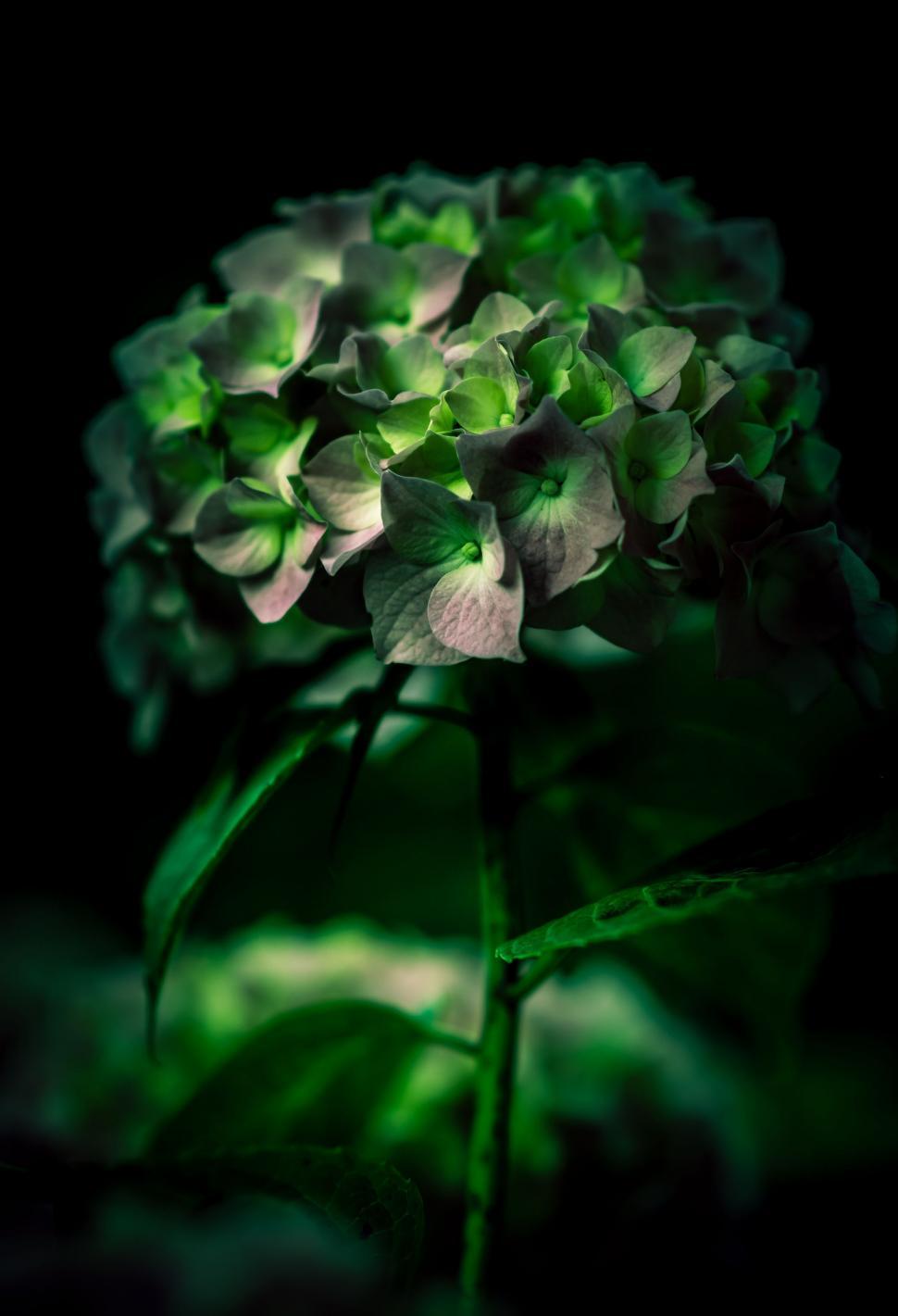 Free Image of Close Up of a Green Flower on a Black Background 
