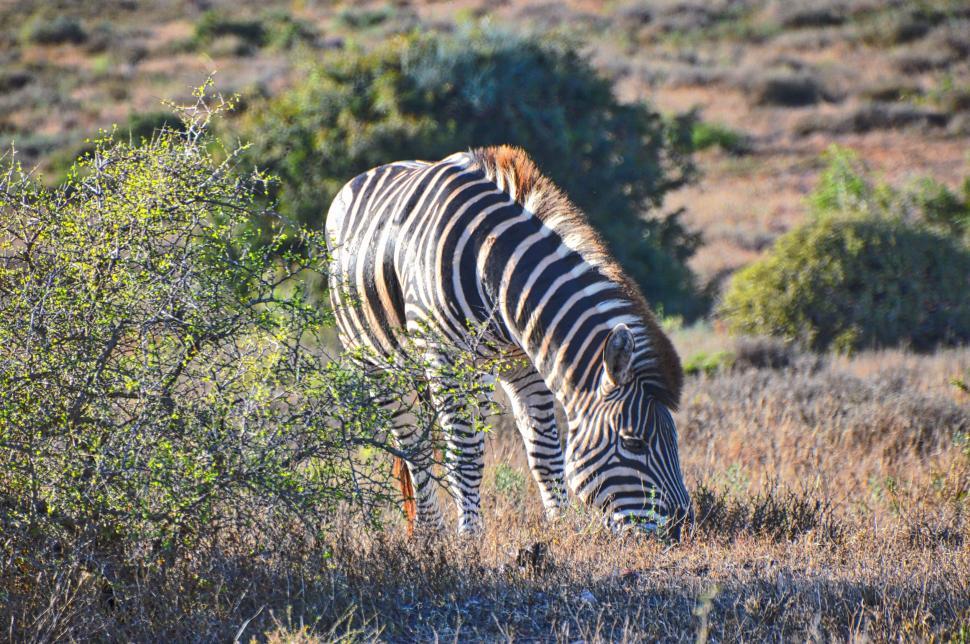 Free Image of Zebra Grazing on Grass in Field 