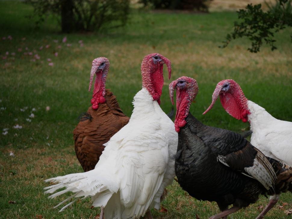Free Image of Group of Turkeys Standing in Grass 