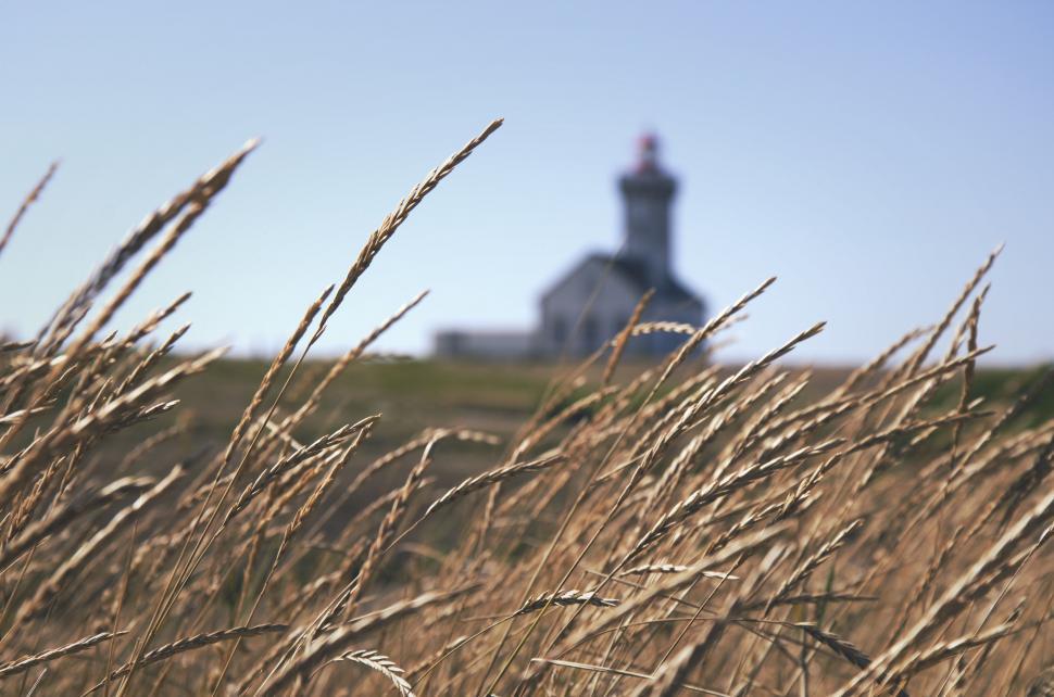 Free Image of Tall Grass Field With Church in Background 