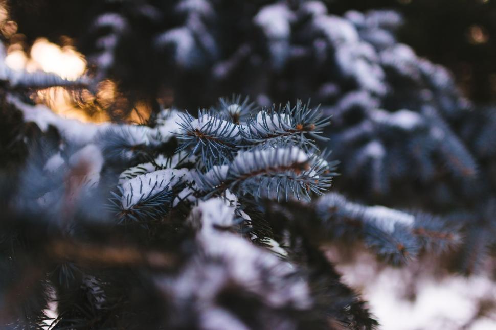 Free Image of Close Up of Snow-Covered Pine Tree 