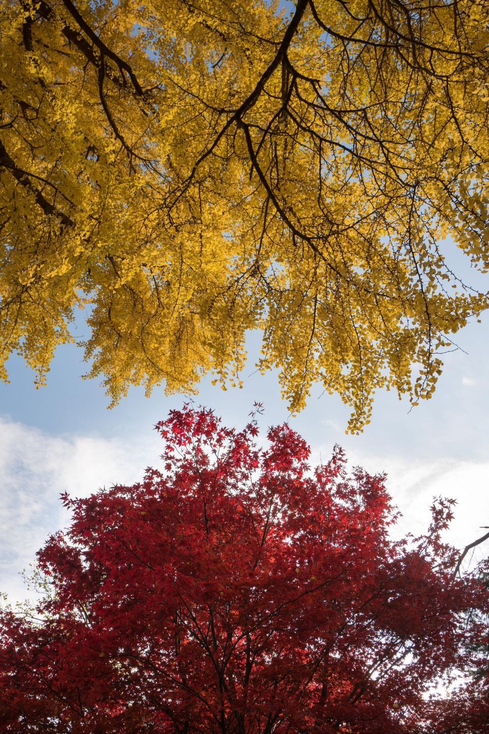 Free Image of Tree With Yellow and Red Leaves Under Blue Sky 