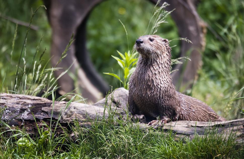Free Image of Otter Sitting on Log in Grass 