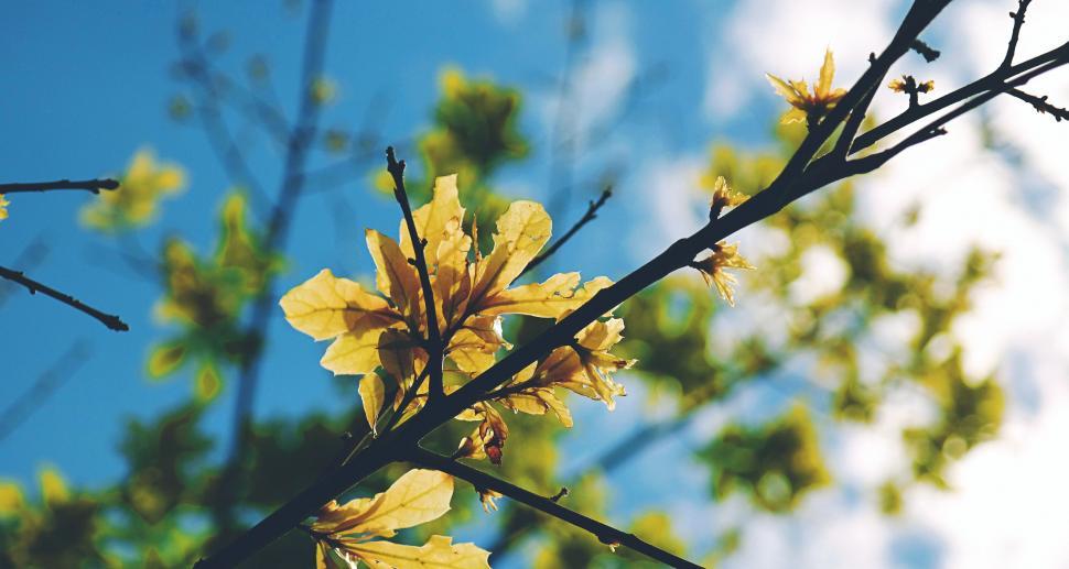 Free Image of Yellow Flowers Blooming on Tree Branch 