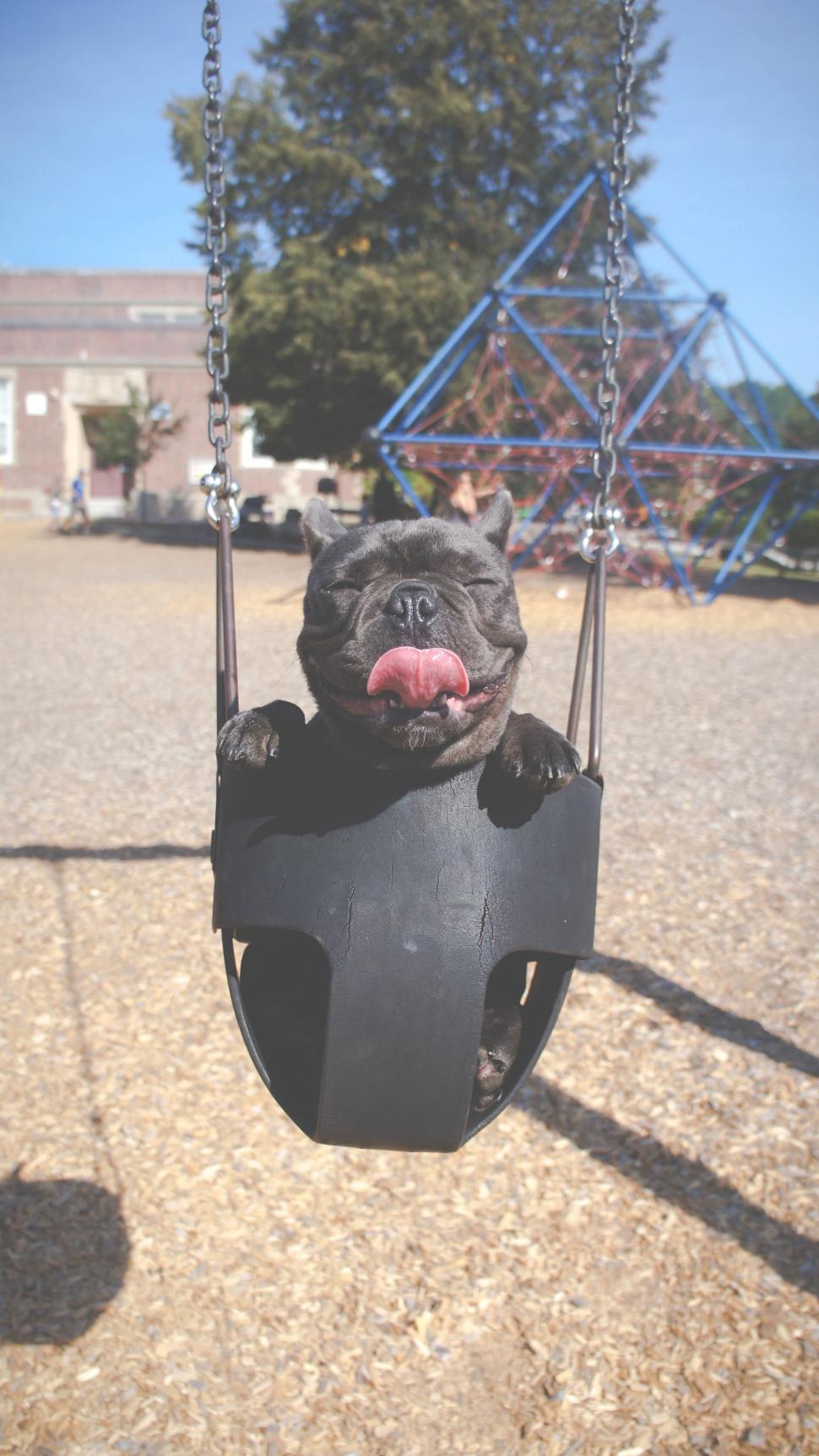 Free Image of Black Dog Sitting in Swing 