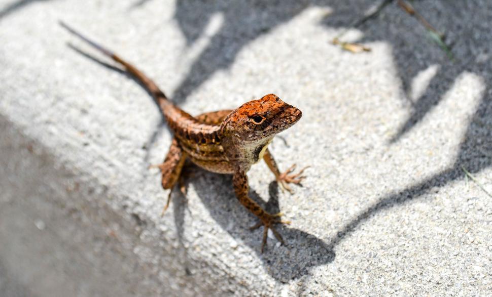 Free Image of Lizard Standing on Sidewalk With Shadow 