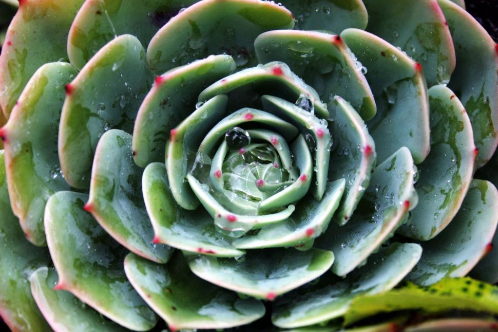 Free Image of succulent 