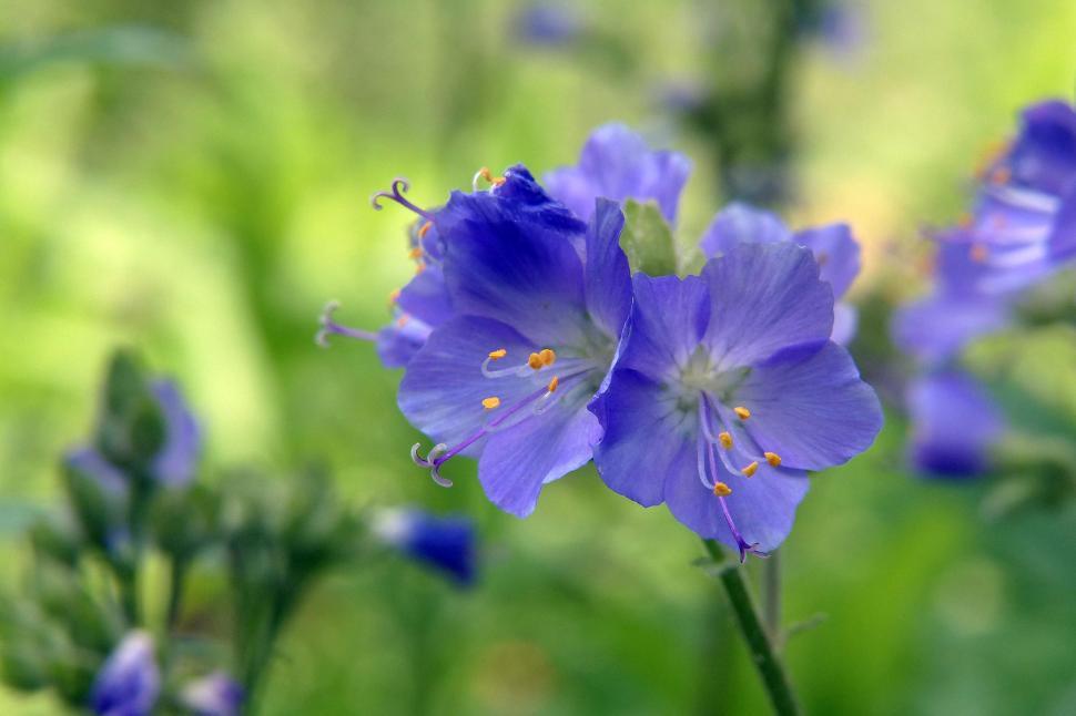 Free Image of Jacob's Ladder Plant Blue Flowers 