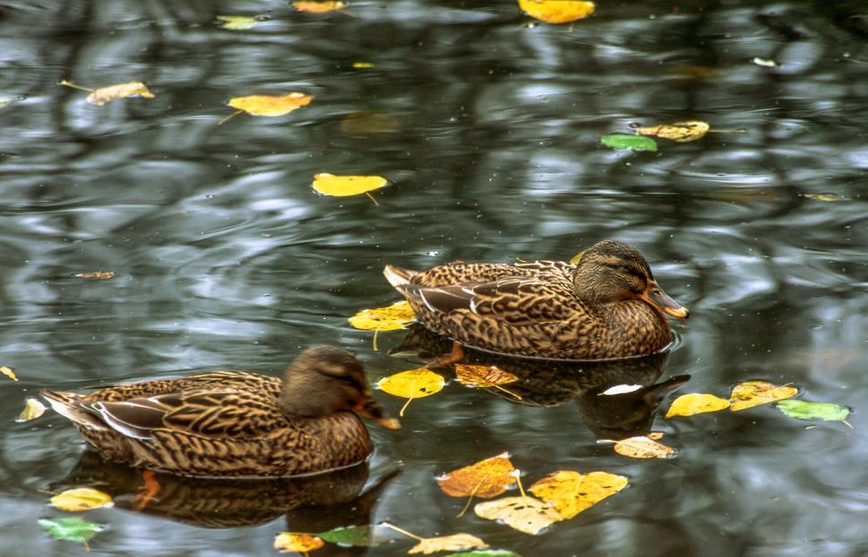 Free Image of Two Ducks 