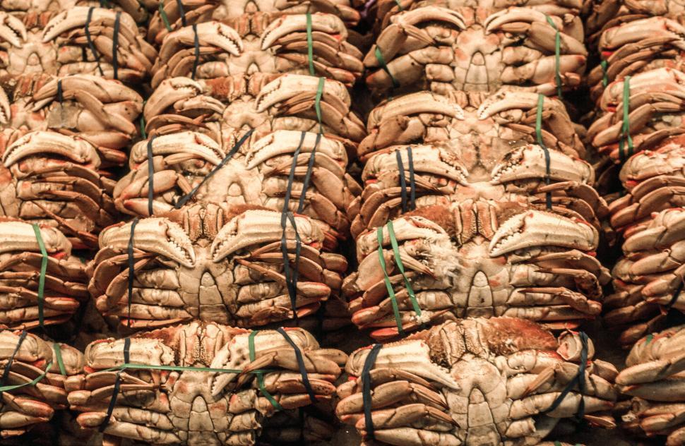 Free Image of Tied Crabs 