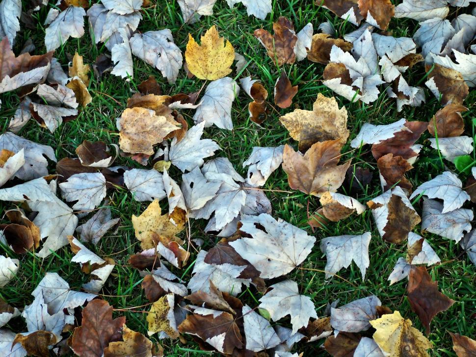 Free Image of Autumn Ground Background 