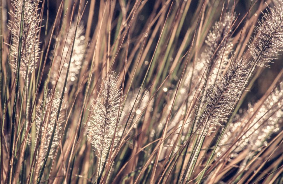 Free Image of Rose Fountain Grass 