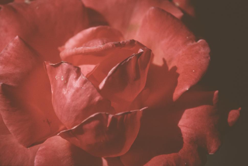 Free Image of Red Rose 