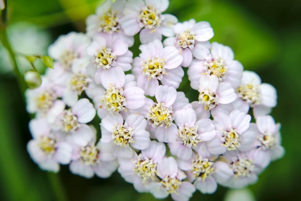 Free Image of Close Up of White Flowers 