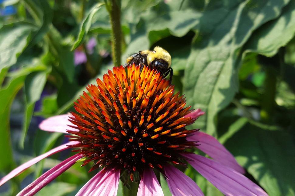 Free Image of Coneflower Flower and Bee 