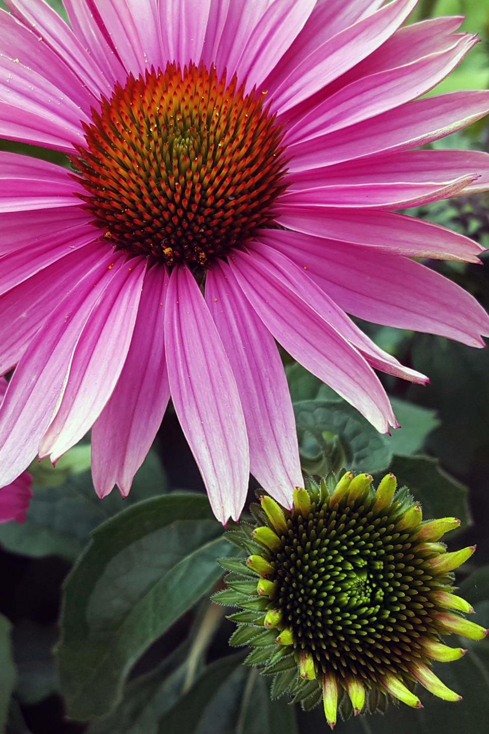 Free Image of Coneflower Pink Flower And Bud 