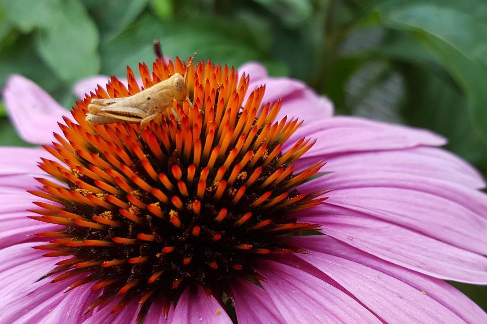 Free Image of Coneflower Flower and Grasshopper 