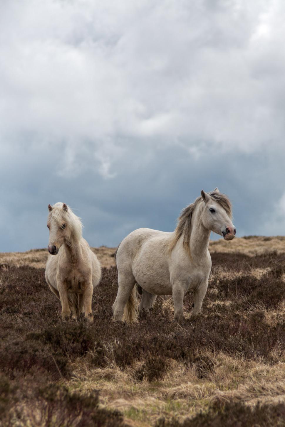 Free Image of Two horses 