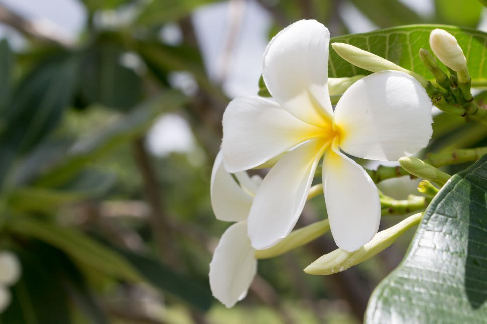 Free Image of Frangipani Plumeria Spa Flower With A Bouquet And Leaves  