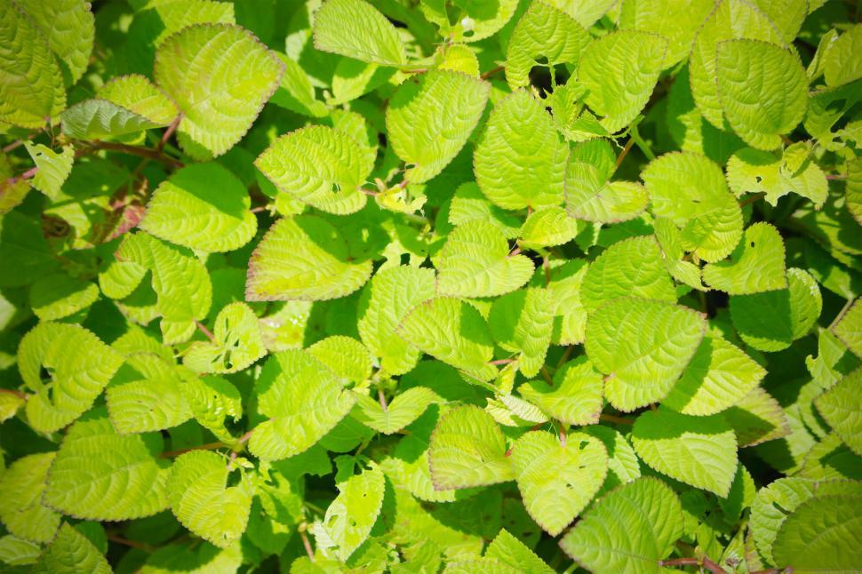 Free Image of Green leaves texture  