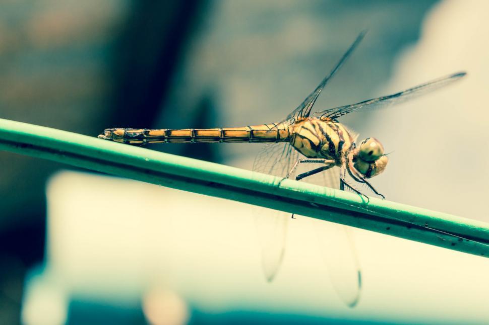 Free Image of Dragonfly  