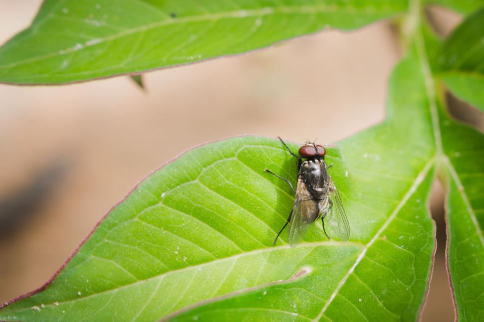 Free Image of Fly on green leaf 