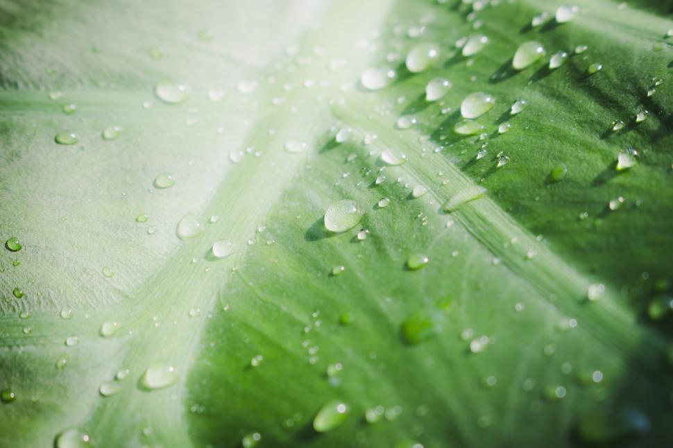 Free Image of Raindrops on the big green leaf 