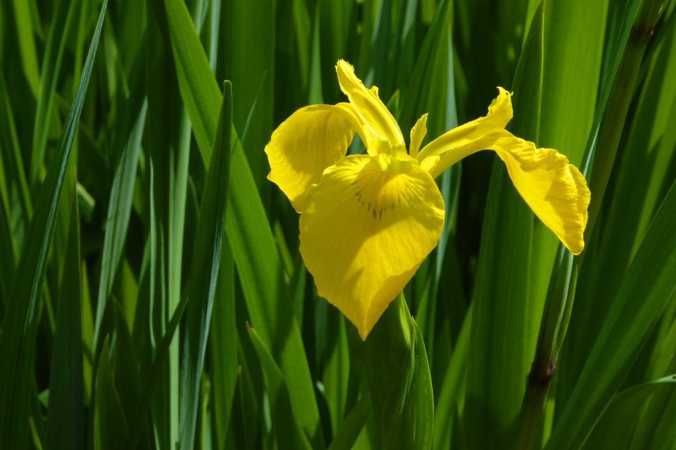 Free Image of Iris Flower 