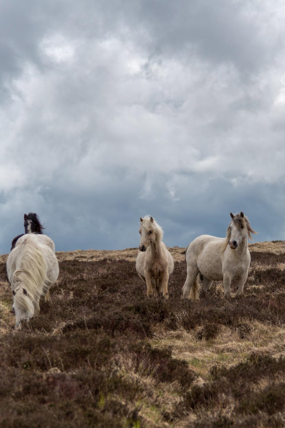 Free Image of Horses in field 