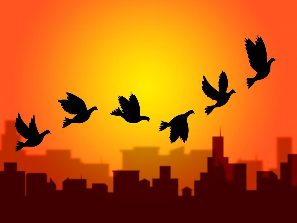 Free Image of Flying Birds Shows Summer Time And Season 