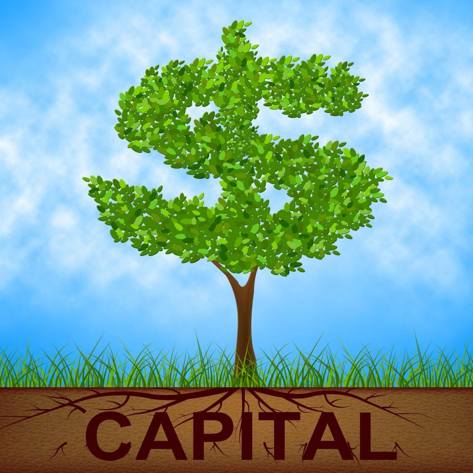 Free Image of Capital Tree Indicates American Dollars And Banking 