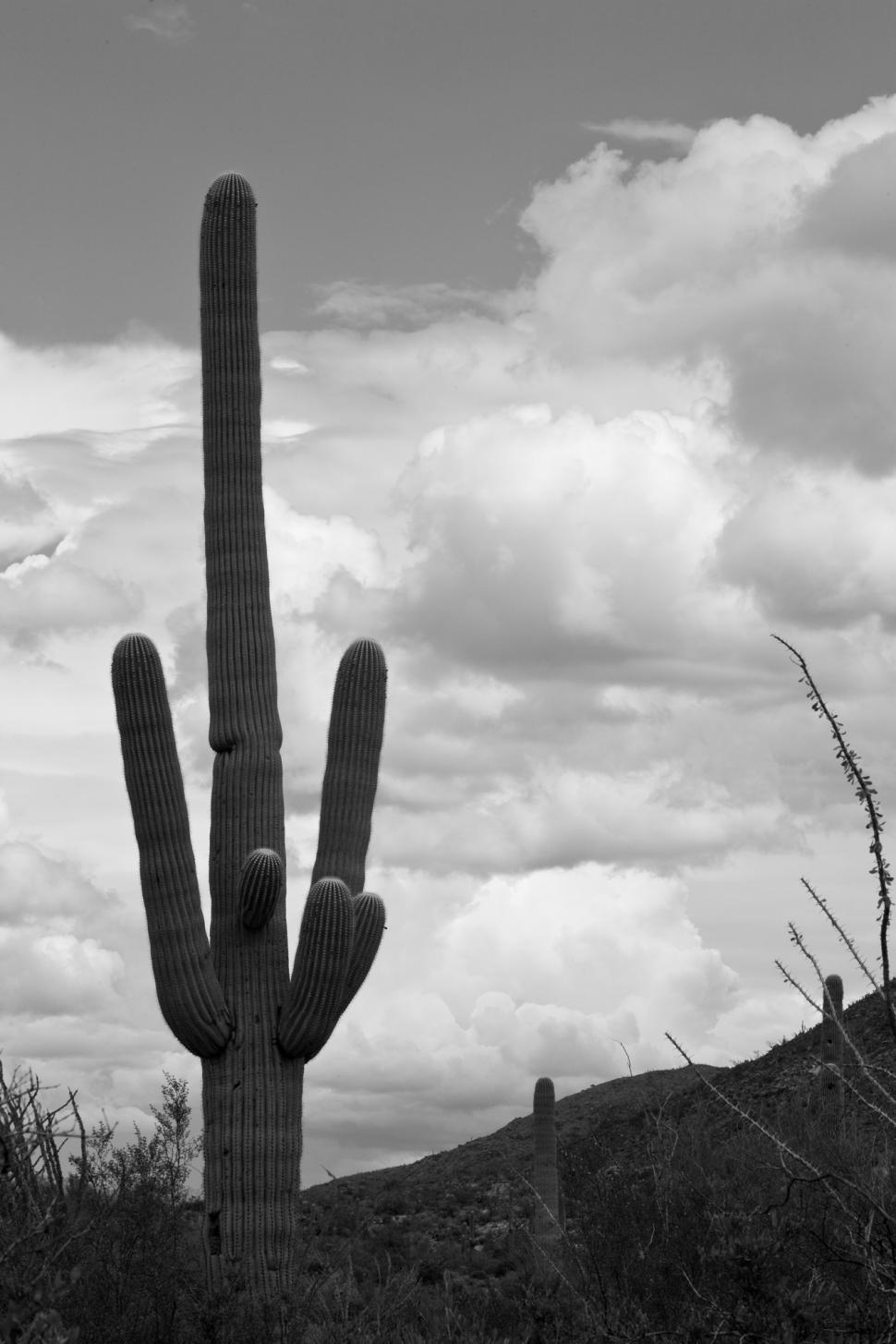 Free Image of Large Cactus in Black and White 
