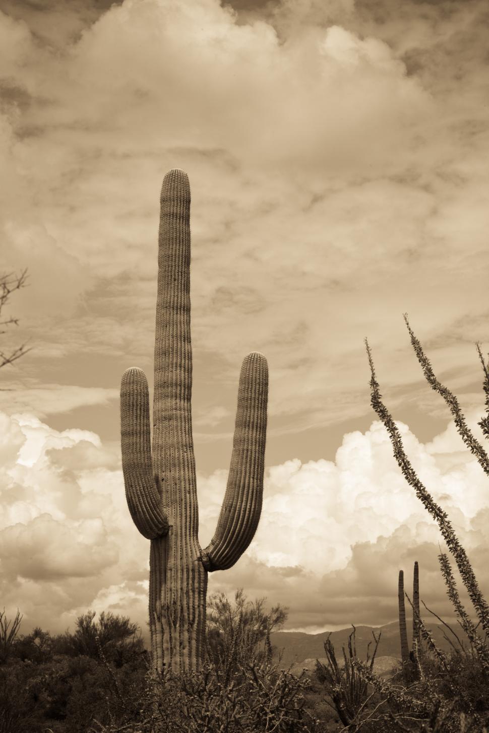 Free Image of Majestic Cactus Against Sky 