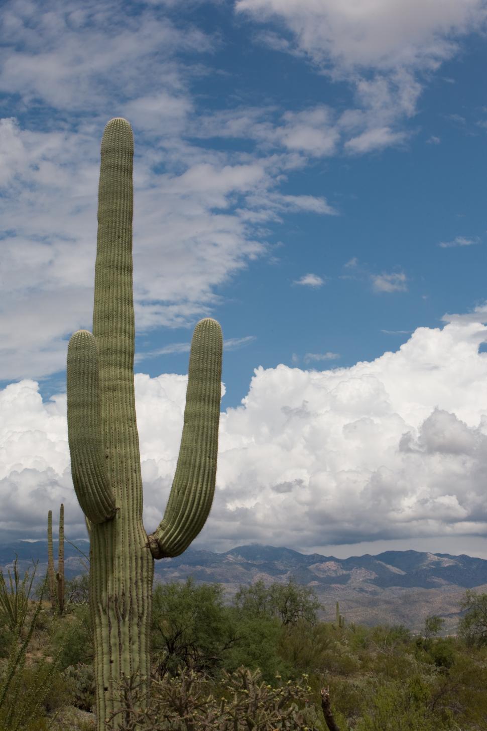 Free Image of Large Cactus Standing in Desert 