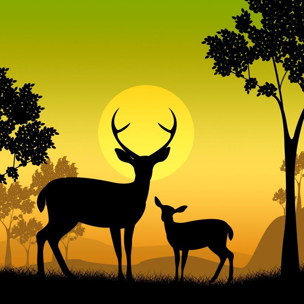 Free Image of Deer Wildlife Indicates Safari Animals And Evening 