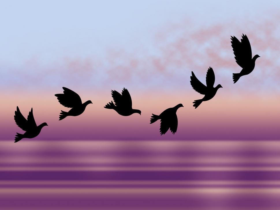 Free Image of Flying Birds Shows Chill Fall And Frosty 