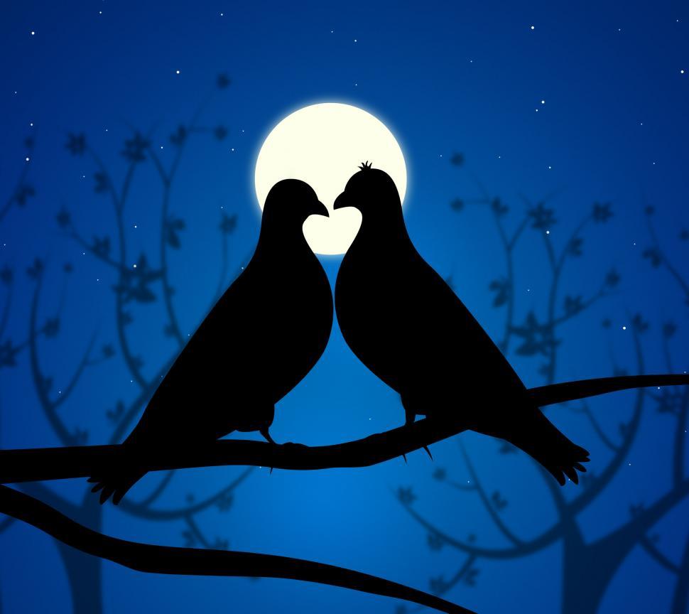 Free Image of Love Birds Means Boyfriend Affection And Fondness 