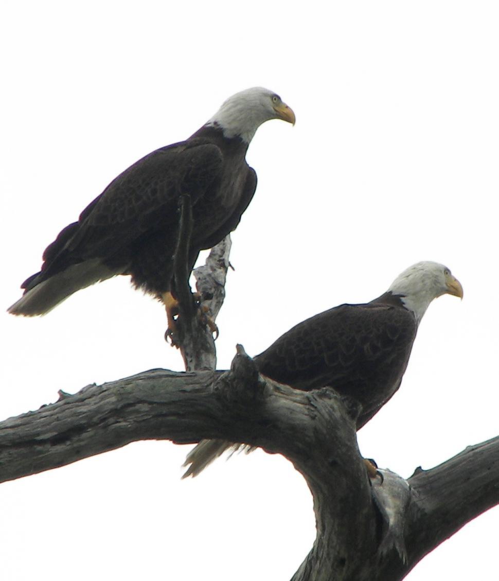 Free Image of Eagles 