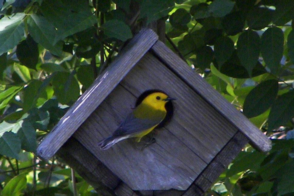 Free Image of Bird in Birdhouse 